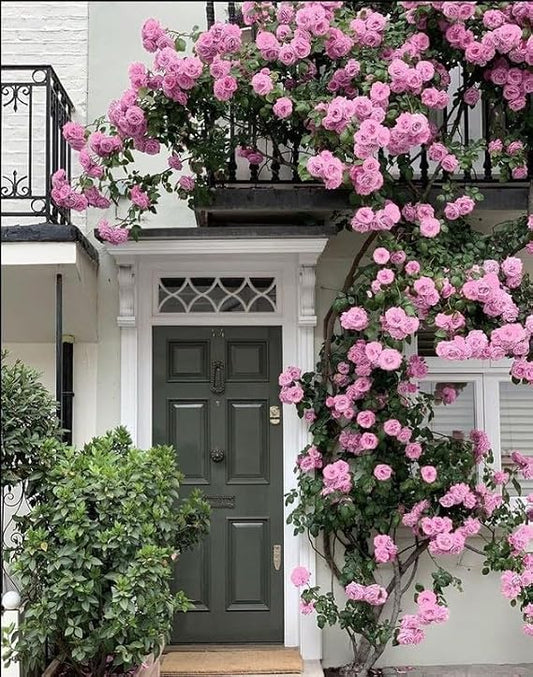 Balcony Bloomt Rose Seeds: Packaged in a silver resealable pouch, marketed for growing flowering rose plants in small or balcony
