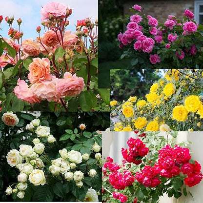 Balcony Bloomt Rose Seeds: Packaged in a silver resealable pouch, marketed for growing flowering rose plants in small or balcony