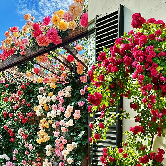 Balcony Bloomt Rose Seeds: Packaged in a silver resealable pouch, marketed for growing flowering rose plants in small or balcony